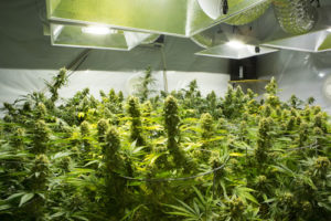 Port Saint Lucie Grow House